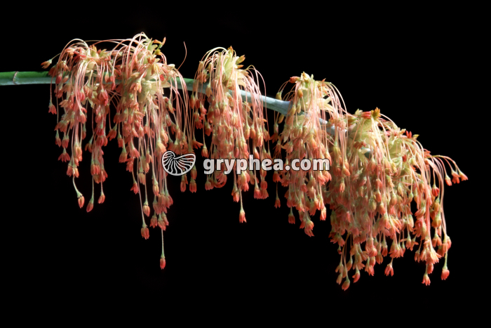 Erable sp. - fleurs mâles - gryphea.com